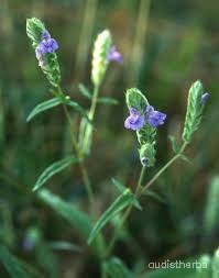 Rungia pectinata flower1.jpg